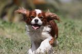 CAVALIER KING CHARLES 171